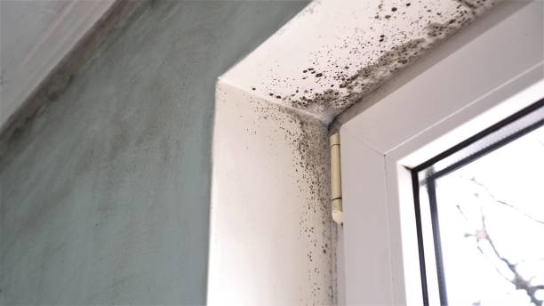 Best Certified Mold Removal  in Sughter, LA