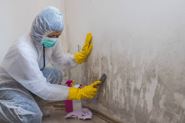 Best Black Mold Removal  in Sughter, LA