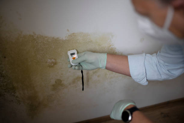 Best Best Mold Removal Companies  in Sughter, LA