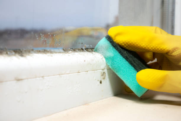 Best Home Mold Removal  in Sughter, LA